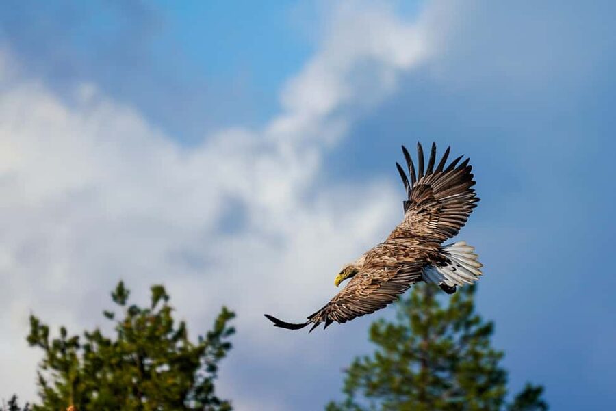 Kuusamo: Bear Watching Evening Tour - Who This Tour Fits Best (And Who Should Rethink It)