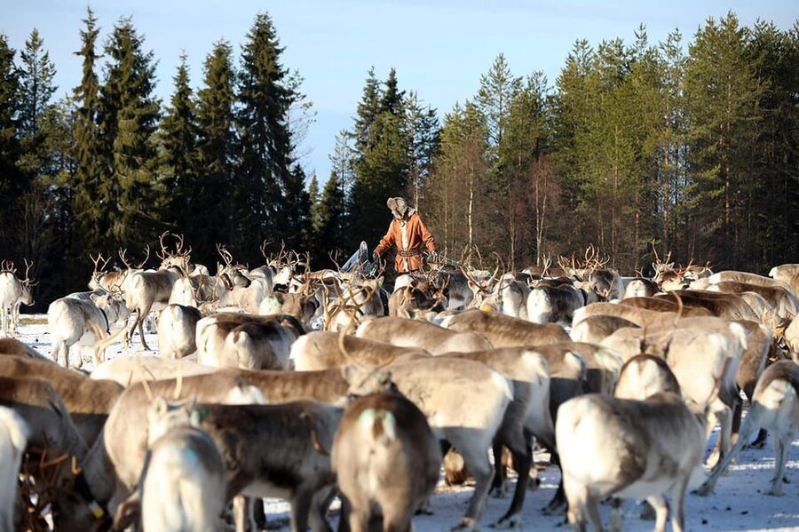 Kuusamo: Morning Feeding of Hundreds of Reindeer - Key Highlights You Will Actually Feel