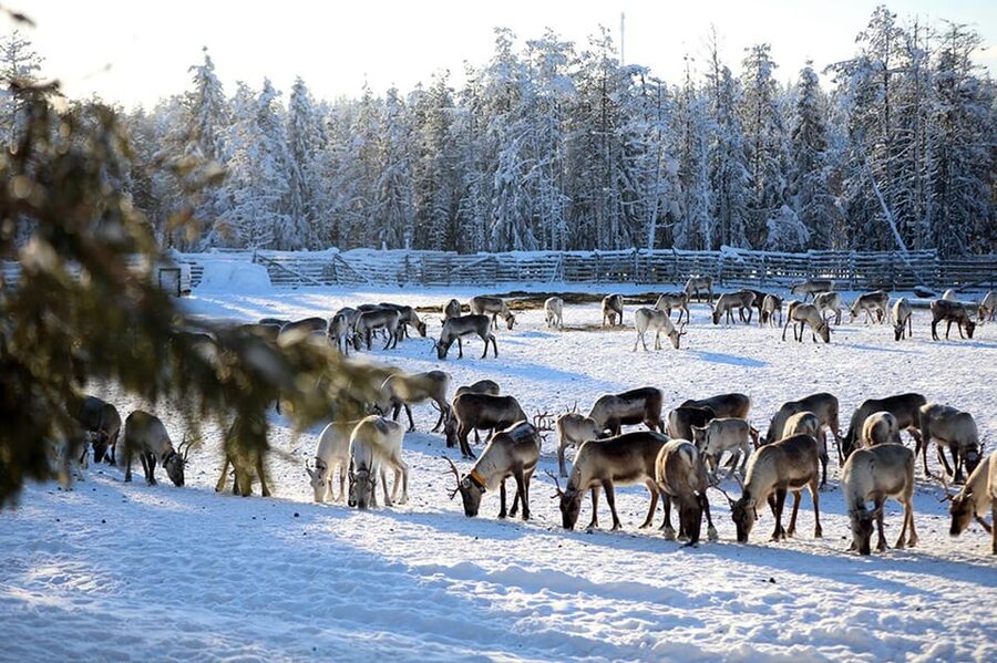 Kuusamo: Morning Feeding of Hundreds of Reindeer - Why Kuusamo Morning Feeding Hits Different at Kujala Reindeer Farm