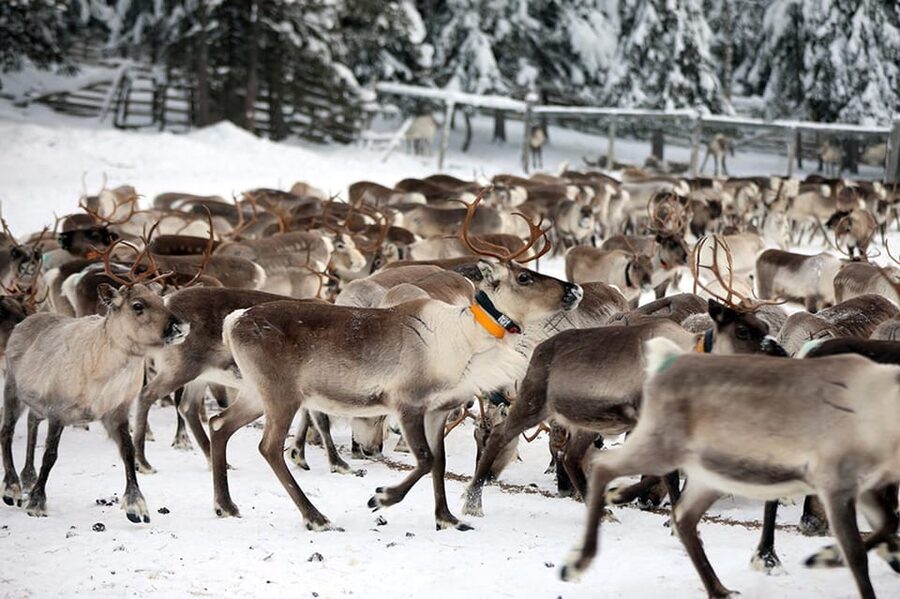 Kuusamo: Morning Feeding of Hundreds of Reindeer - Your Guide’s Role: More Than Scripted Talking