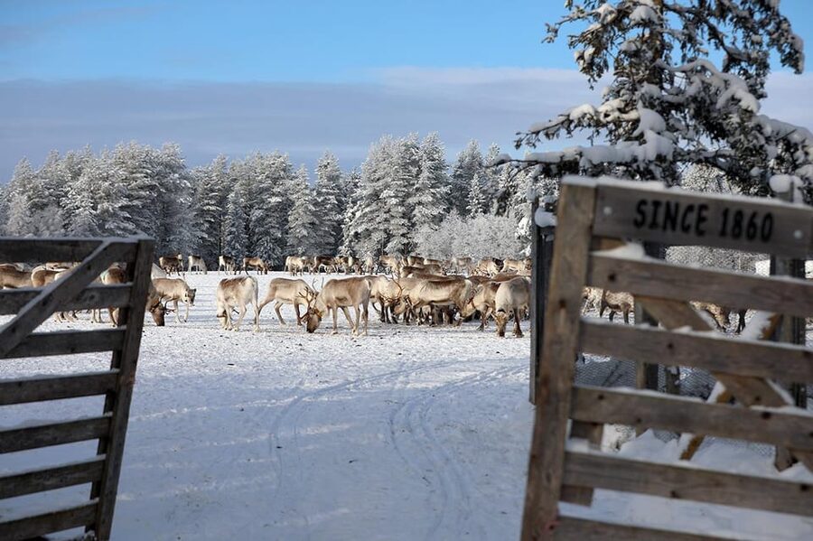 Kuusamo: Morning Feeding of Hundreds of Reindeer - Why the “Ancient Corral” Detail Changes the Feel