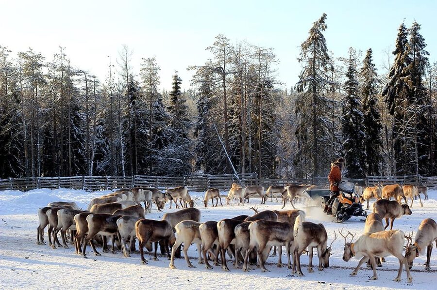 Kuusamo: Morning Feeding of Hundreds of Reindeer - Weather, Clothing, and Timing for a Cold-North Morning