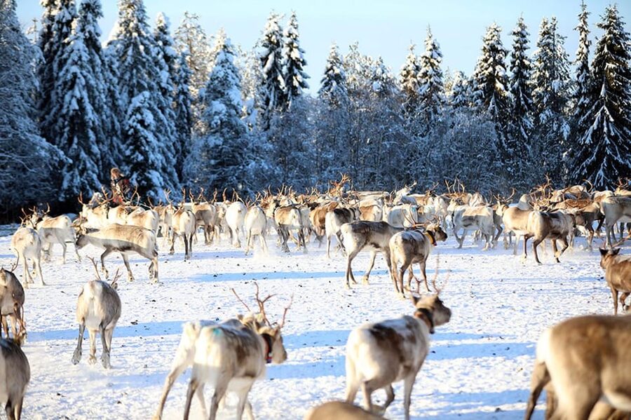 Kuusamo: Morning Feeding of Hundreds of Reindeer - The Corral Breakfast: What Happens From Arrival to Lichen Feeding
