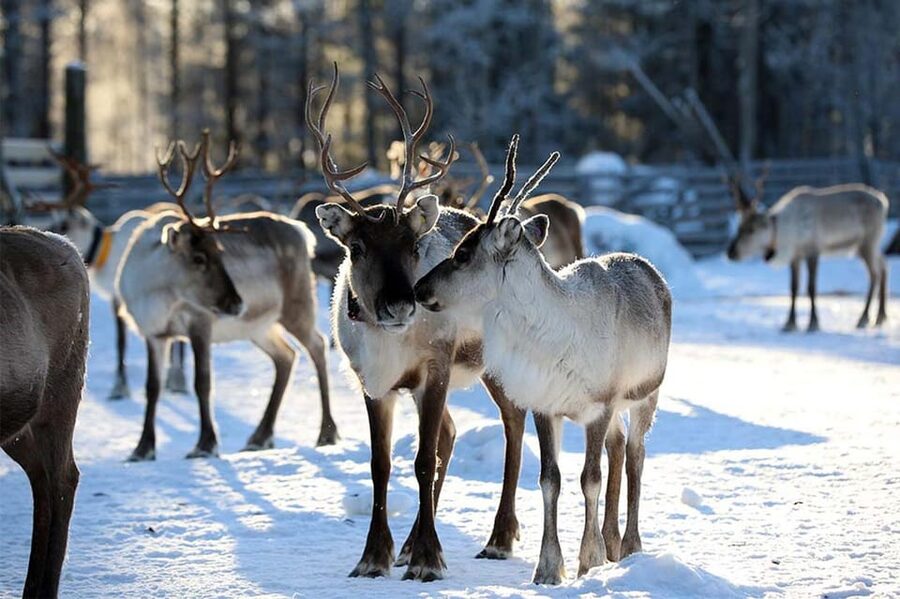 Kuusamo: Reindeer Farm Visit - Key things that make this Kuusamo visit worth your time