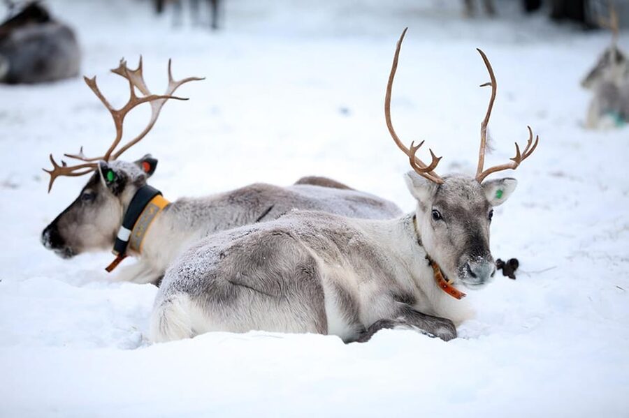 Kuusamo: Reindeer Farm Visit - Kuusamo Reindeer Farm at Kujala: What’s the point of a 1-hour visit?