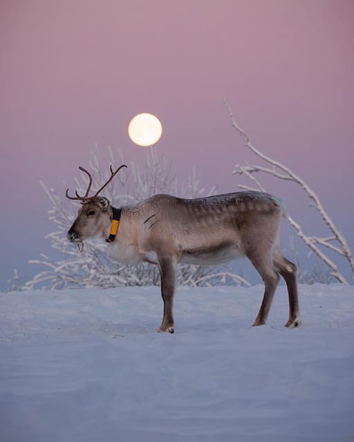 Kuusamo: Reindeer Farm Visit - The farm tour: seeing hundreds of reindeer and learning how it all fits together