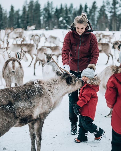 Kuusamo: Reindeer Farm Visit - Price and value at about $31 per person for a guided hour