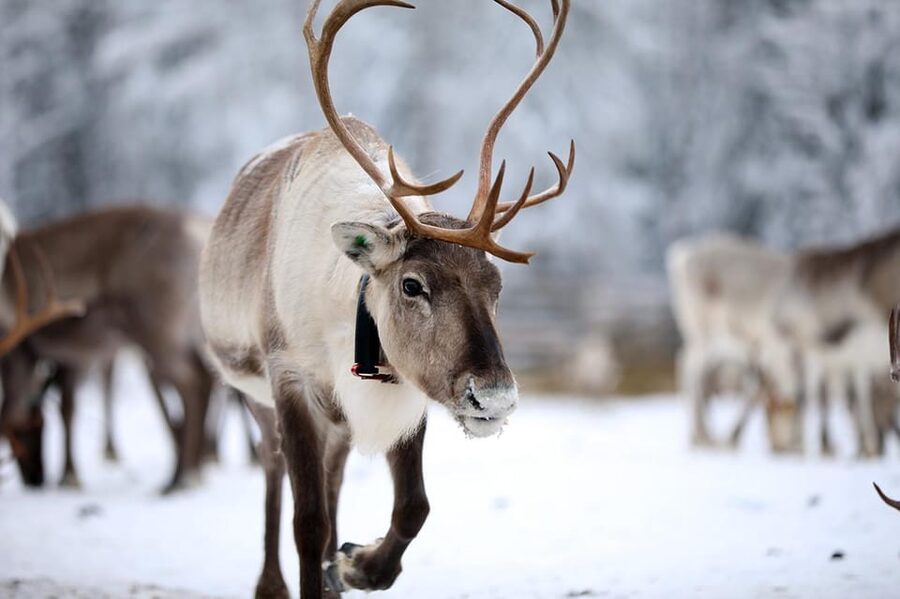 Kuusamo: Reindeer Sleigh Ride and Farm Visit - Feeding lichen in the ancient corral with hundreds of reindeer