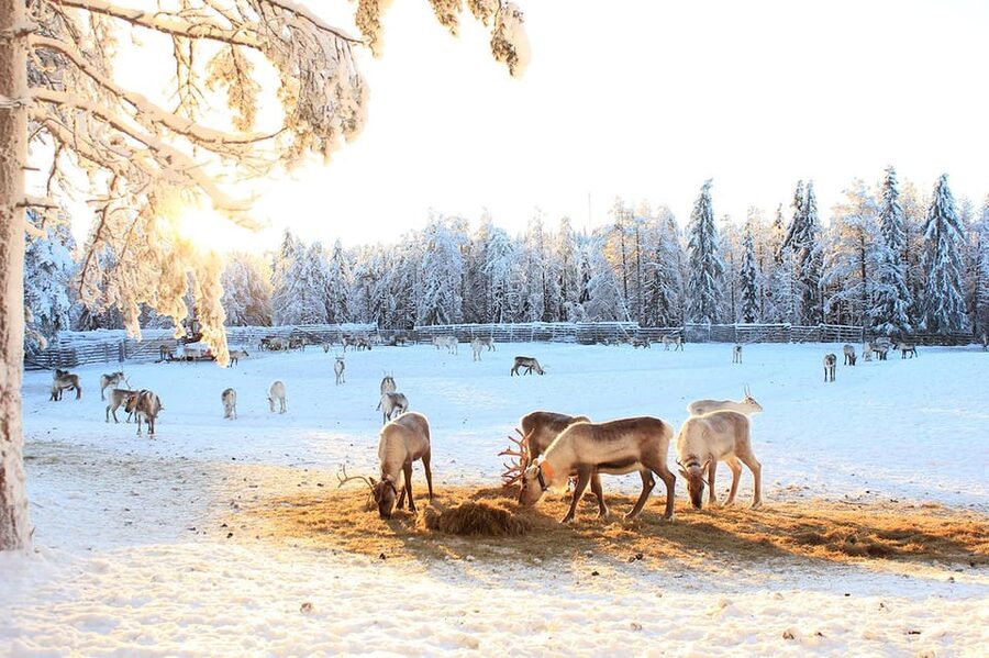 Kuusamo: Reindeer Sleigh Ride and Farm Visit - The farm tour and shop stop that round out the story