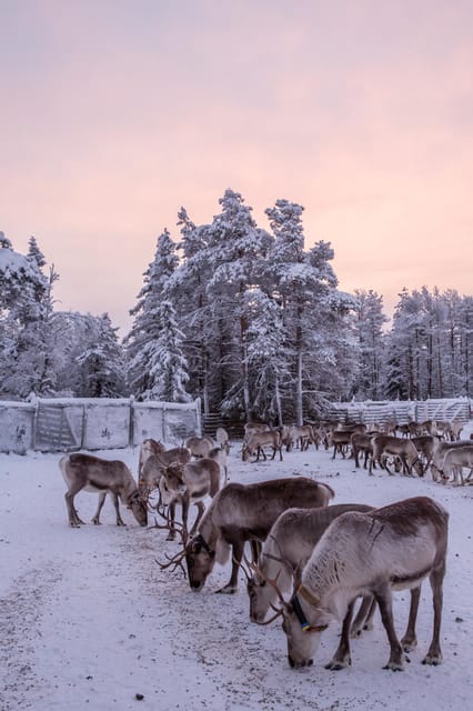 Kuusamo: Reindeer Sleigh Ride and Farm Visit - Who should book this Kuusamo reindeer experience