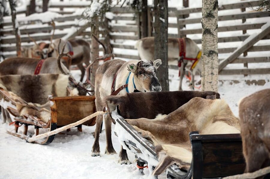 Kuusamo: Reindeer Sleigh Ride and Farm Visit - FAQ