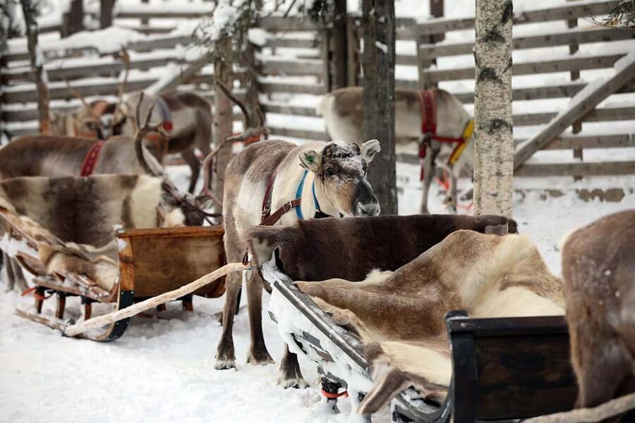 Kuusamo: Reindeer Sleigh Ride in Kujalan Porotila - Key things I’d plan around