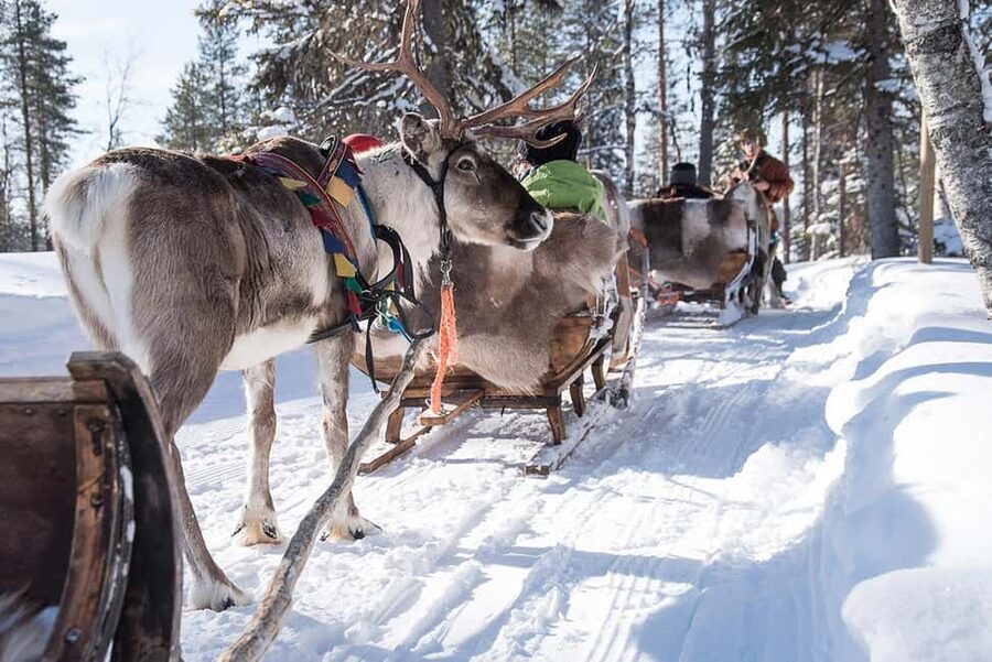 Kuusamo: Reindeer Sleigh Ride in Kujalan Porotila - Kuusamo reindeer sleigh ride: the real reason it feels special