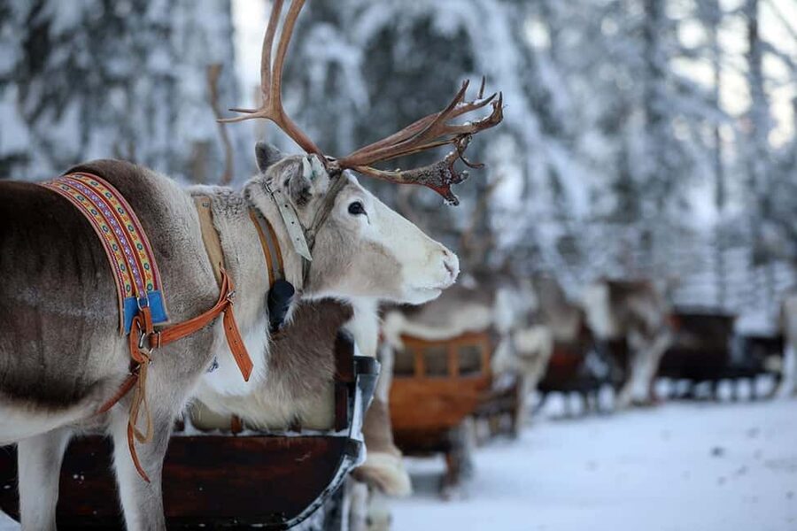 Kuusamo: Reindeer Sleigh Ride in Kujalan Porotila - What happens during the 1.5-kilometer sleigh ride