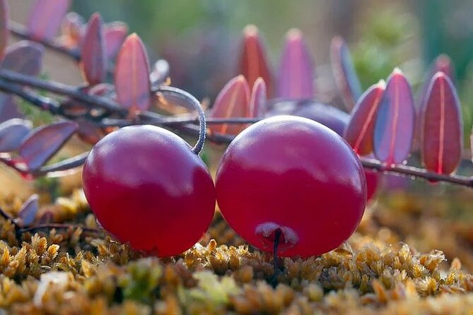 Lapland Berry Day Experience - Half-Day Foraging in Rovaniemi, from Pickup to Picking Only What’s Edible