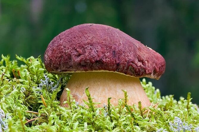 Lapland Berry Day Experience - Price and Value: What $133.44 Buys in the Arctic Forest