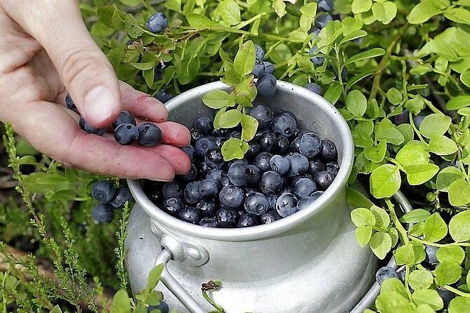 Lapland Berry Day Experience - The Arctic Forest Foraging: Cloudberries, Blueberries, and Mushrooms