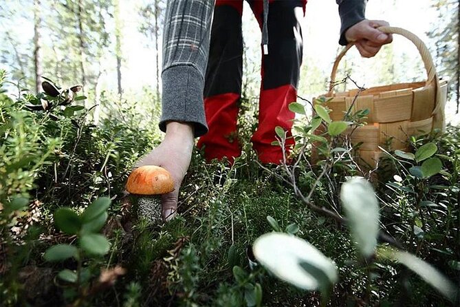 Lapland Berry Day Experience - What the Guide Teaches You, Beyond the Picking