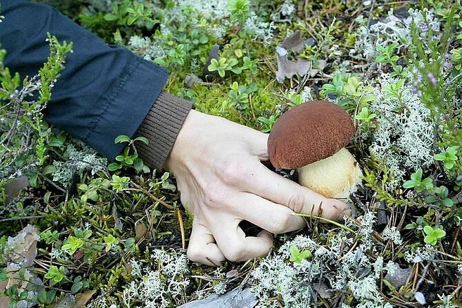 Lapland Berry Day Experience - Timing, Seasonality, and Why Your Day Might Shift