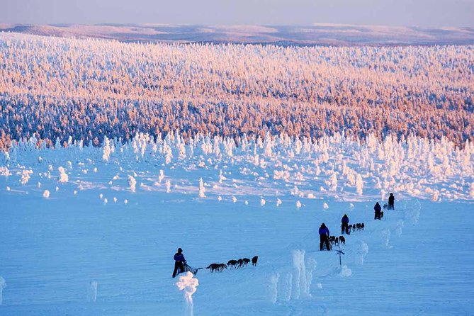 Lapland Husky Safari from Saariselkä - Key highlights to look for