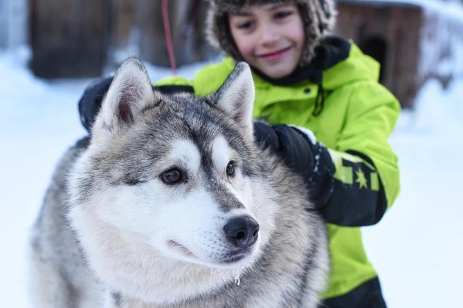 Lapland Husky Safari from Saariselkä - How this 2-hour husky safari actually feels on the ground