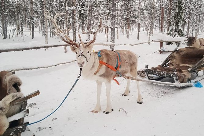 Lapland Reindeer and Husky Safari from Levi - The reindeer farm stop: short 1 km ride plus a warmer, calmer pace