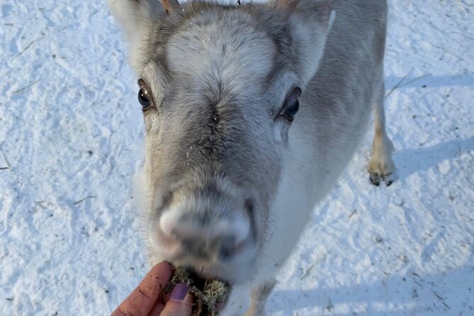 Lapland Reindeer and Husky Safari from Levi - Inside the kota warm-up: hot berry juice, stories, and a break from the cold