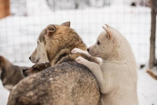 Lapland Reindeer and Husky Safari from Levi - Pickup, timing, and staying on schedule without stress