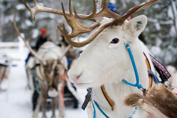 Lapland Reindeer and Husky Safari from Rovaniemi - Why This Reindeer-and-Husky Combo Works in Rovaniemi
