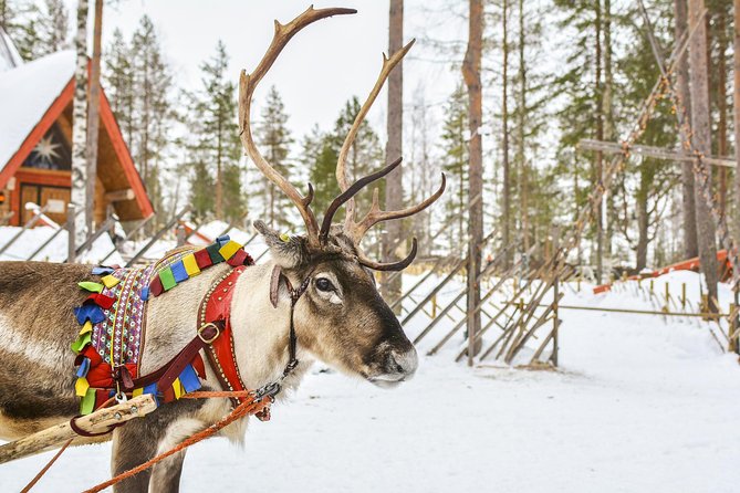 Lapland Reindeer Safari from Rovaniemi - Getting There: Pickup Timing and What 3:00 pm Means in Winter