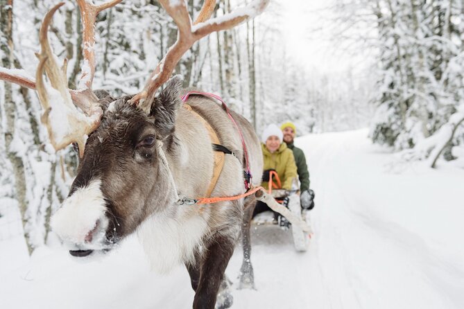 Lapland Reindeer Safari From Saariselkä - Pickup and meeting points, so you do not waste daylight
