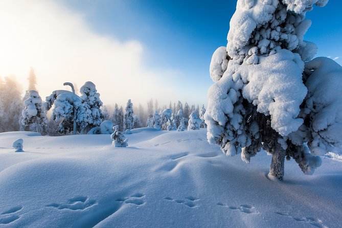Lapland Snowmobile Safari from Levi - Price and Value: What Your $203.06 Covers in Practice