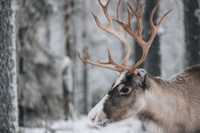 Lapland Wilderness Adventure - Explore Wild Arctic Trails - Snowshoes, pace, and the type of effort this asks for