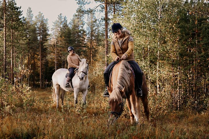 Late Night Ride with Finnhorses - The 40 Minute Moonlit Forest Ride in Real Autumn and Winter Conditions