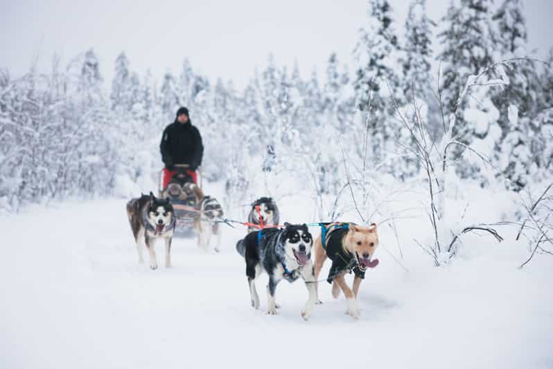 Levi: 15-Kilometres Self-Driving Husky Tour - Getting set up in Levi, from pickup to husky farm