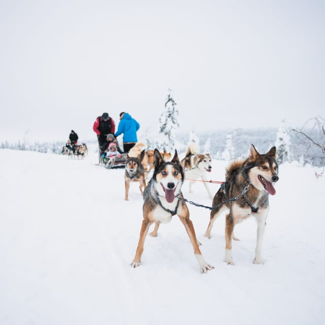 Levi: 15-Kilometres Self-Driving Husky Tour - Meeting the huskies at the farm, then learning the basics