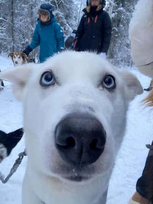 Levi: 5 Km Husky Sledding Ride in Levi - Key highlights I’d plan around