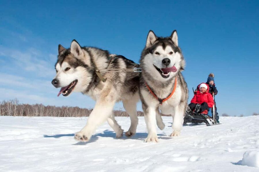 Levi: 5 Km Husky Sledding Ride in Levi - Getting from Burger King Levi to the husky base, without the stress