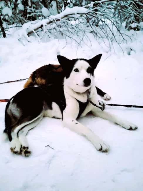 Levi: 5 Km Husky Sledding Ride in Levi - Puppies, huskies, hot drinks, and why the warm shelter break matters