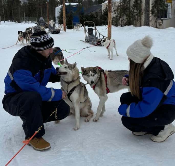 Levi: 5 Km Husky Sledding Ride in Levi - Reindeer spotting near Rautusjarvi: photos, calm viewing, and the one rule to remember