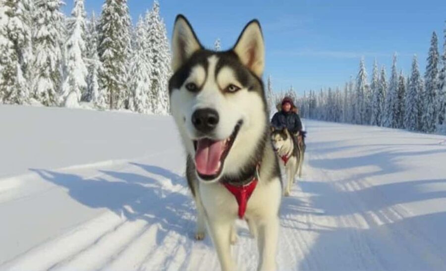 Levi: 5 Km Husky Sledding Ride in Levi - What to wear in Levi for husky sledding, plus a cold-weather reality check