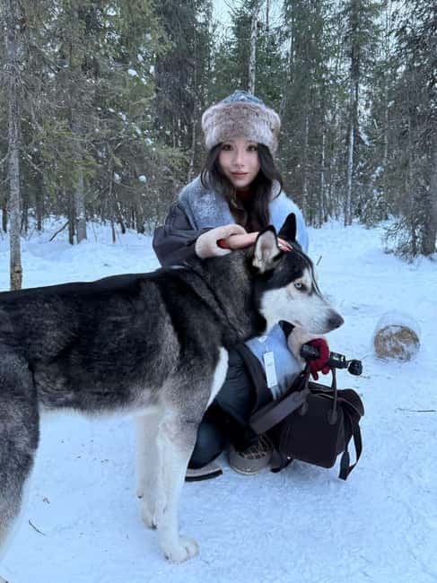 Levi: 5 Km Husky Sledding Ride in Levi - How the self-drive works, and what you’ll actually learn in the briefing