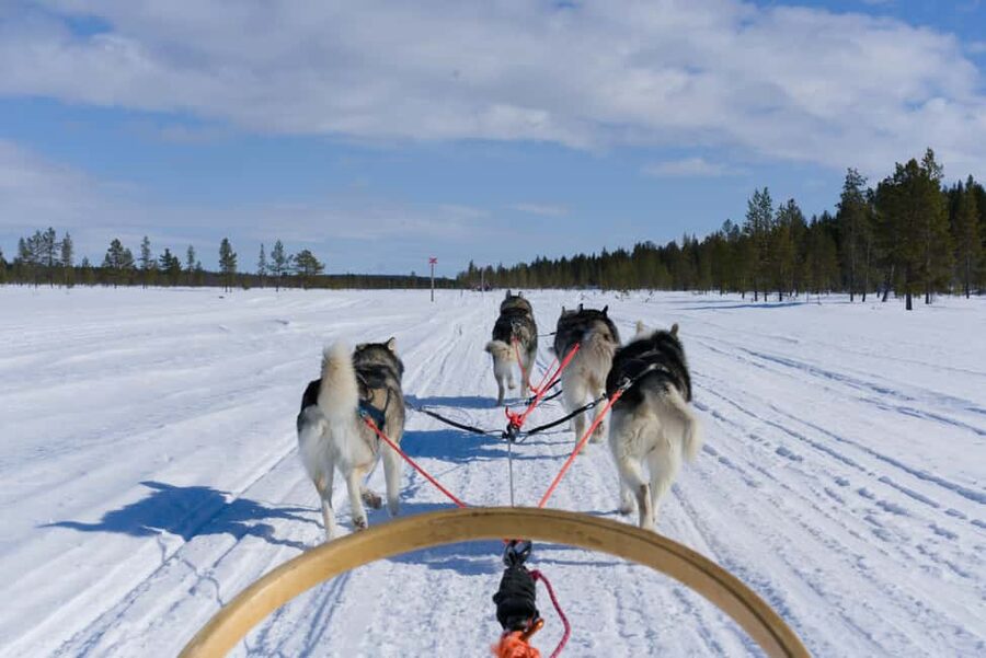 Levi: 5km Self-Driven Husky Ride, Hot drinks & doughnuts - Key things to know before you go