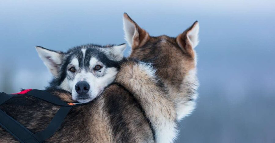 Levi: 7 km Self-Drive Husky Sledding Adventure - How self-drive husky sledding works on a 7 km route
