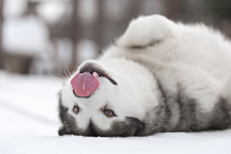 Levi: 7 km Self-Drive Husky Sledding Adventure - Meeting and petting the huskies, what to expect after the ride