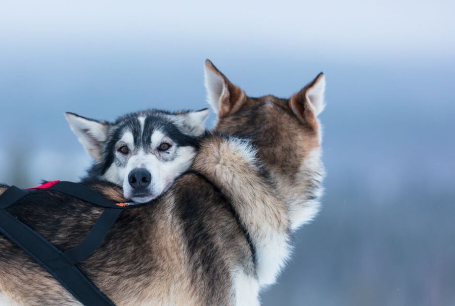 Levi: 7 km Self-Drive Husky Sledding Adventure - Who this husky self-drive tour is best for
