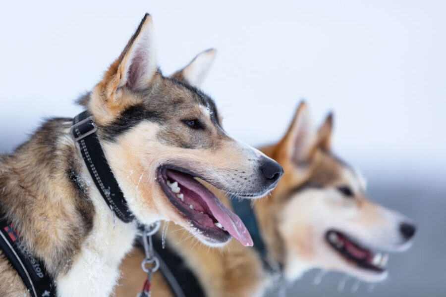 Levi: 7 km Self-Drive Husky Sledding Adventure - The safari itself, what you do for the 3 hours