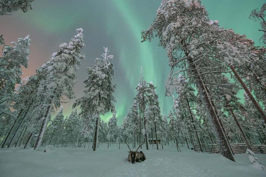 LEVI Adults Only Northern Lights Hunt with Snowshoeing - Price and Value Check: Is $259 Reasonable for What You Get?