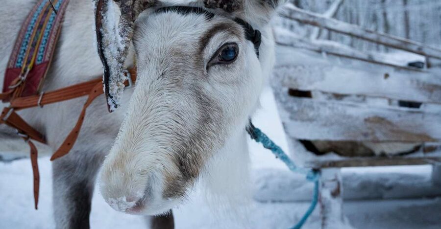Levi: Arctic Combo - Husky & Reindeer Ride - Key things to know before you go