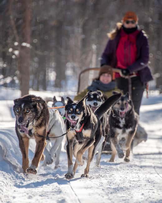 Levi: Arctic Combo - Husky & Reindeer Ride - The pre-ride rhythm: safety talk, guide time, and a quick photo stop